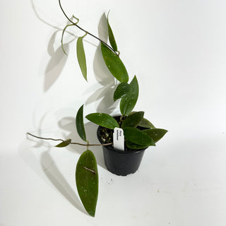 Hoya minahassae