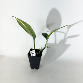 Z-5124 - Scindapsus coriaceus variegated
