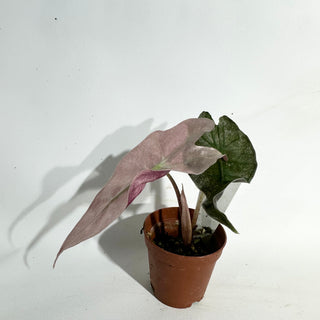 Alocasia 'Polly' (pink mint) [#1940]
