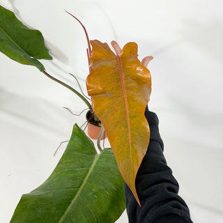 Philodendron 'Orange Marmalade' (Non-TC) [#1253]