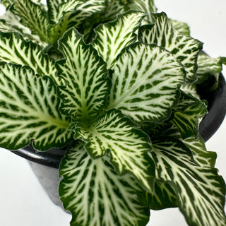 Fittonia albivenis verschaffeltii 'White Tiger'
