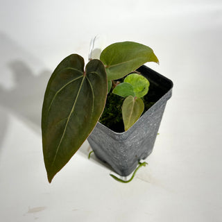 Anthurium magnificum/'Doc Block F2' x warocqueanum [#1976]