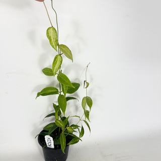 Hoya dennisii 'Frida' [#2328]