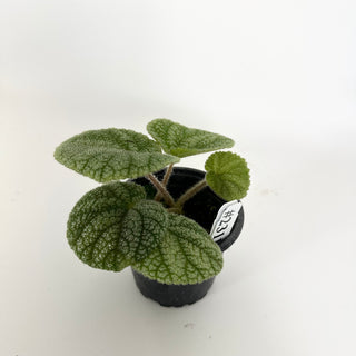 Begonia U702 [#2311]