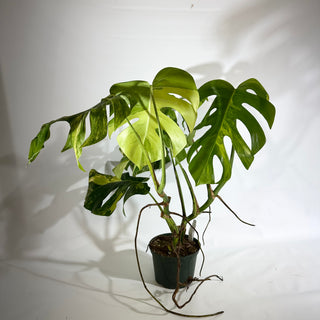 Monstera deliciosa 'Marmorata' - 2 Plants [#1969]
