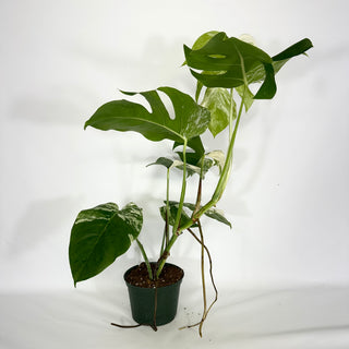 Monstera deliciosa var. borsigiana albo-variegata [#1631]
