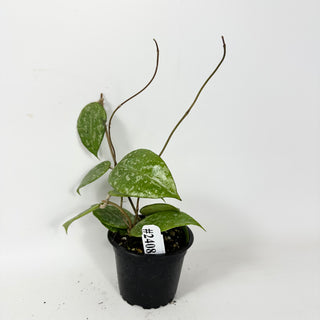 Hoya verticillata ksb silver [#2408]