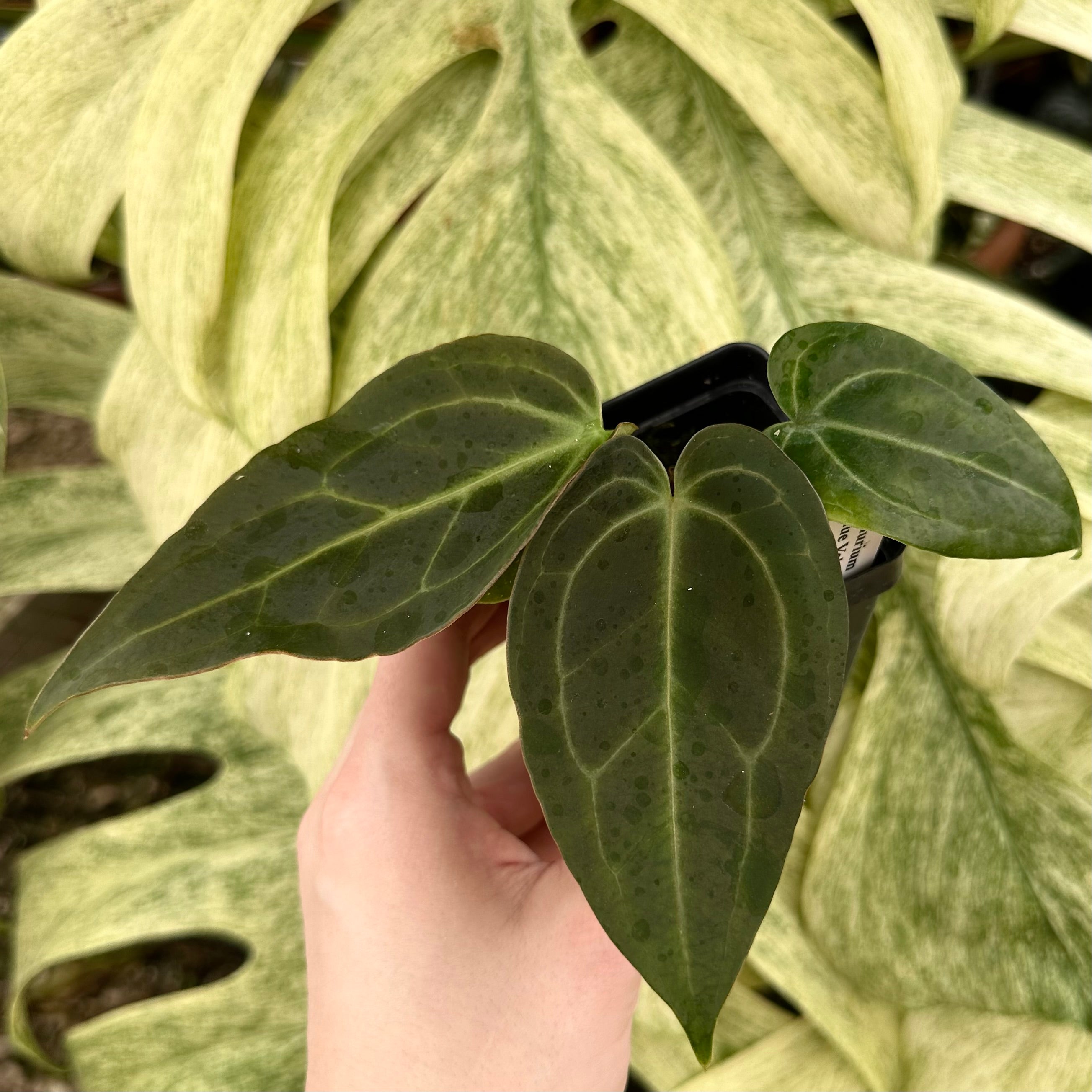 anthurium blue cross blue shield Anthurium 'Blue Velvet' x self