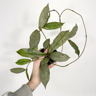 Hoya mitrata (silver) [#2122]