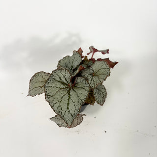 Begonia 'Desperado' [#2054]