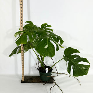 Monstera deliciosa var. borsigiana albo-variegata [#1448]
