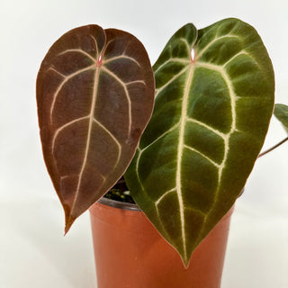 Anthurium 'Zara'/'Michele' x aff. besseae [#1347]