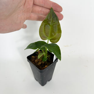 Anthurium 'Queen of Hearts' x 'Arnold Schwarzenegger' [#2078]