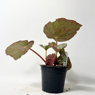 Begonia 'Steve's Leaves Saxon's Dream' [#2017]