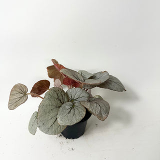 Begonia 'Rice Paper' [#2013]