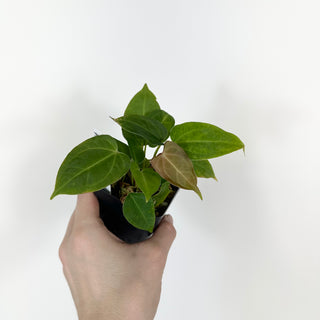 Anthurium 'Not The Mama' x Fairchild crystallinum [#2074]