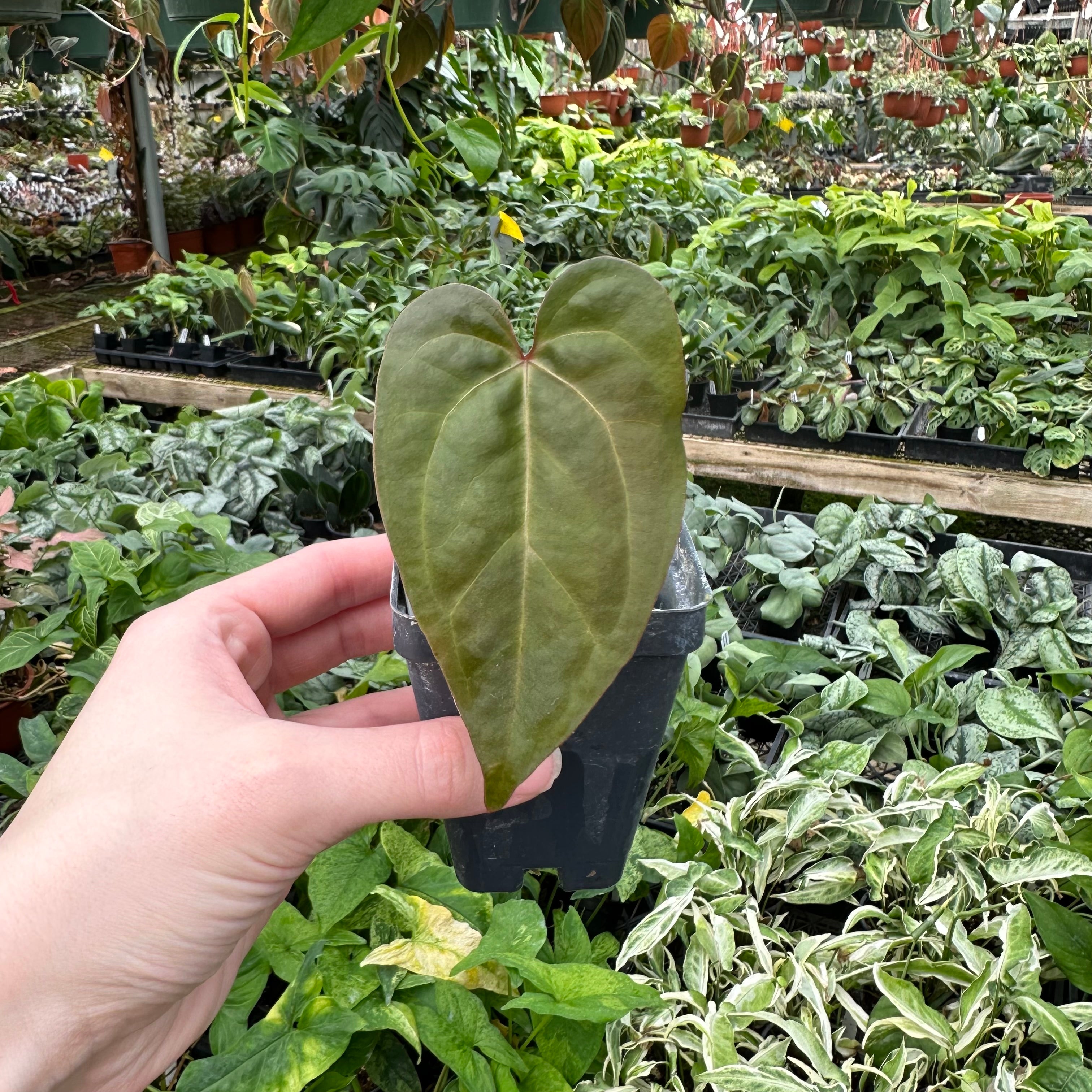 anthurium prince of darkness Anthurium papillilaminum/'Ace of Spades' x 'Prince of Darkness'