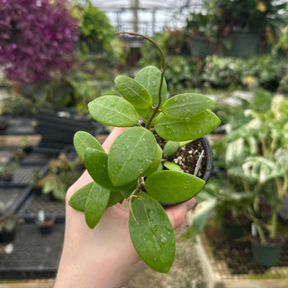 Hoya sp. Phu Yen (splash)