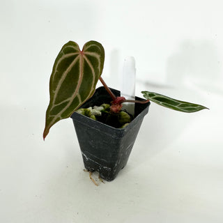 Anthurium crystallinum/magnificum x 'Zara' [#1158]