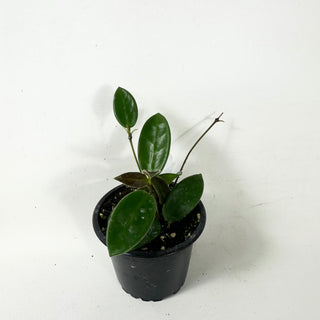 Hoya vangviengiensis
