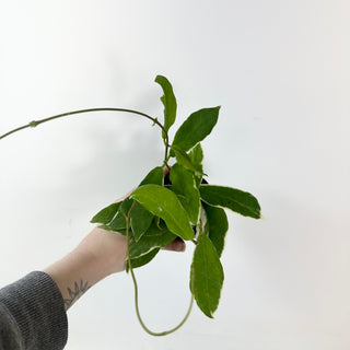 Hoya pimenteliana (outer variegated) [#2425]