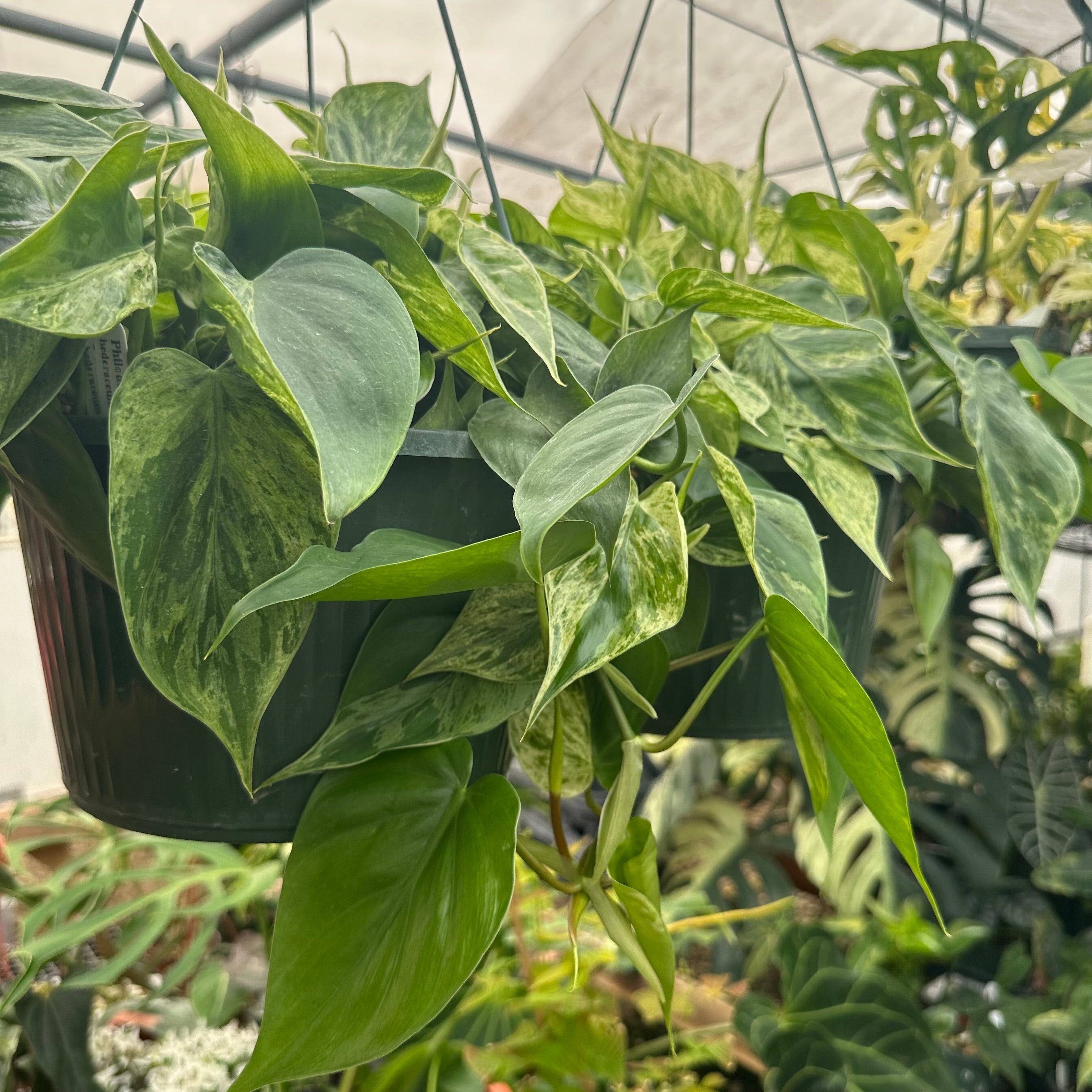 image.title Variegated Philodendron: A Guide To Their Beauty And Care