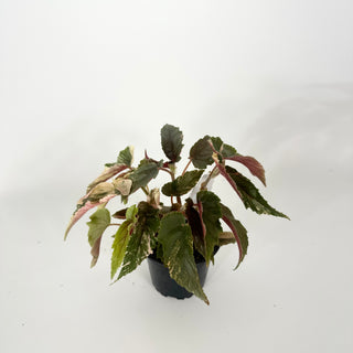 Begonia 'Ginny Galaxy' [#2265]