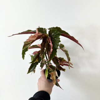 Z-5234 - Begonia 'Ginny Galaxy'
