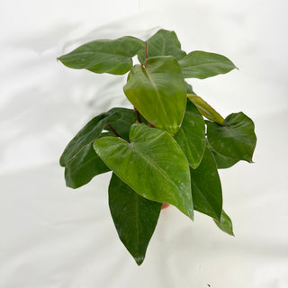 Z-4517 - Philodendron erubescens 'Red Emerald' (Non-TC)