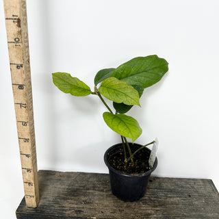 Hoya patcharawalai 029 [#2380]