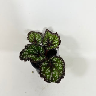 Begonia 'Fairytale' [#2104]