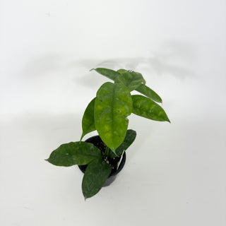 Hoya campanulata [#2225]