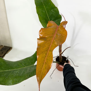 Philodendron 'Orange Marmalade' (Non-TC) [#1253]