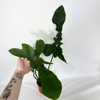 Z-4550 - Philodendron sp. 69686 x subhastatum (Non-TC)