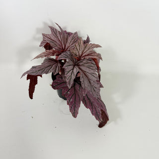 Begonia 'Lamoon' [#2103]