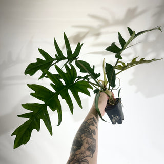 Z-5013 - Philodendron 'Florida Beauty' x tortum (reverted)