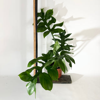 Philodendron distantilobum (Non-TC) - 5.5" Pot [#2036]