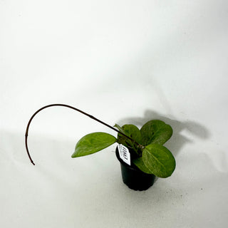 Hoya 'Michele' (Splash/Silver) [#1663]