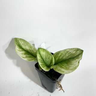 Scindapsus treubii 'Moonlight Mint' [#2012]