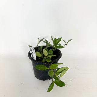 Hoya 'Mini Pixie' [#2319]