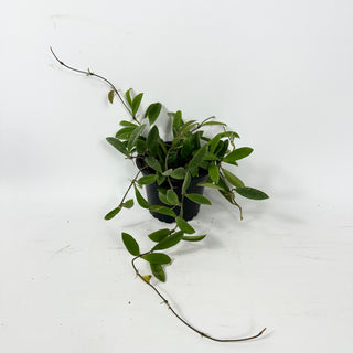 Hoya parviflora [#2334]