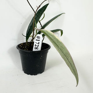 Hoya sulawesiana albo marginata [#1728]