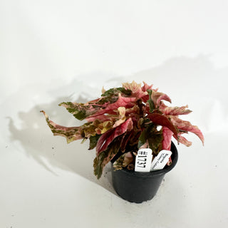 Begonia 'Ginny Galaxy' [#1737]