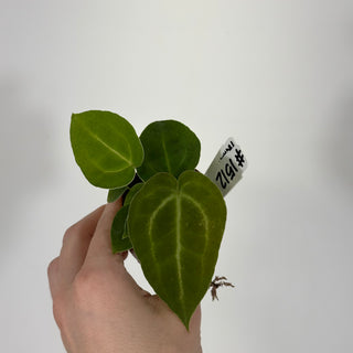 Anthurium 'Big Bertha' x self - 2 Seedlings [#1512]