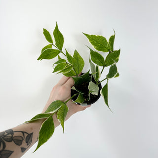 Hoya polyneura (outer variegated) [#1793]