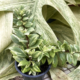 Columnea hirta ‘Light Prince’