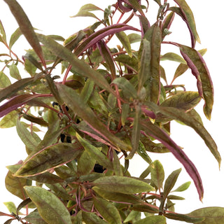 Alternanthera ficoidea ‘Red Threads’