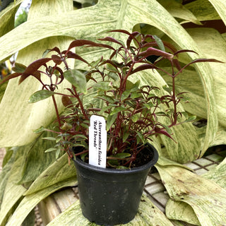 Alternanthera ficoidea ‘Red Threads’