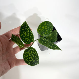 Z-4935 - Scindapsus pictus "Green Form" (Hassk)