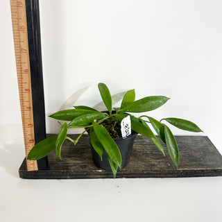 Hoya stoneana [#2023]